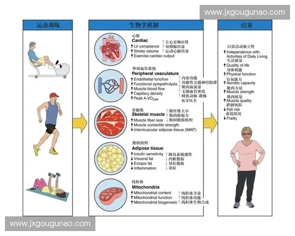 运动生理视角下探讨人体机能适应性变化与健康促进机制研究 运动生理视角下探讨人体机能适应性变化与健康促进机制研究